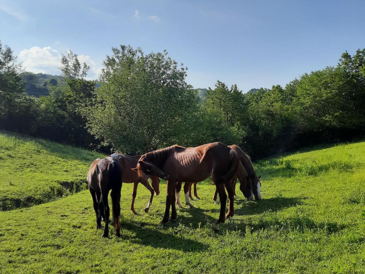 Agriturismo Antica Corte Montatteglia Екстериор снимка